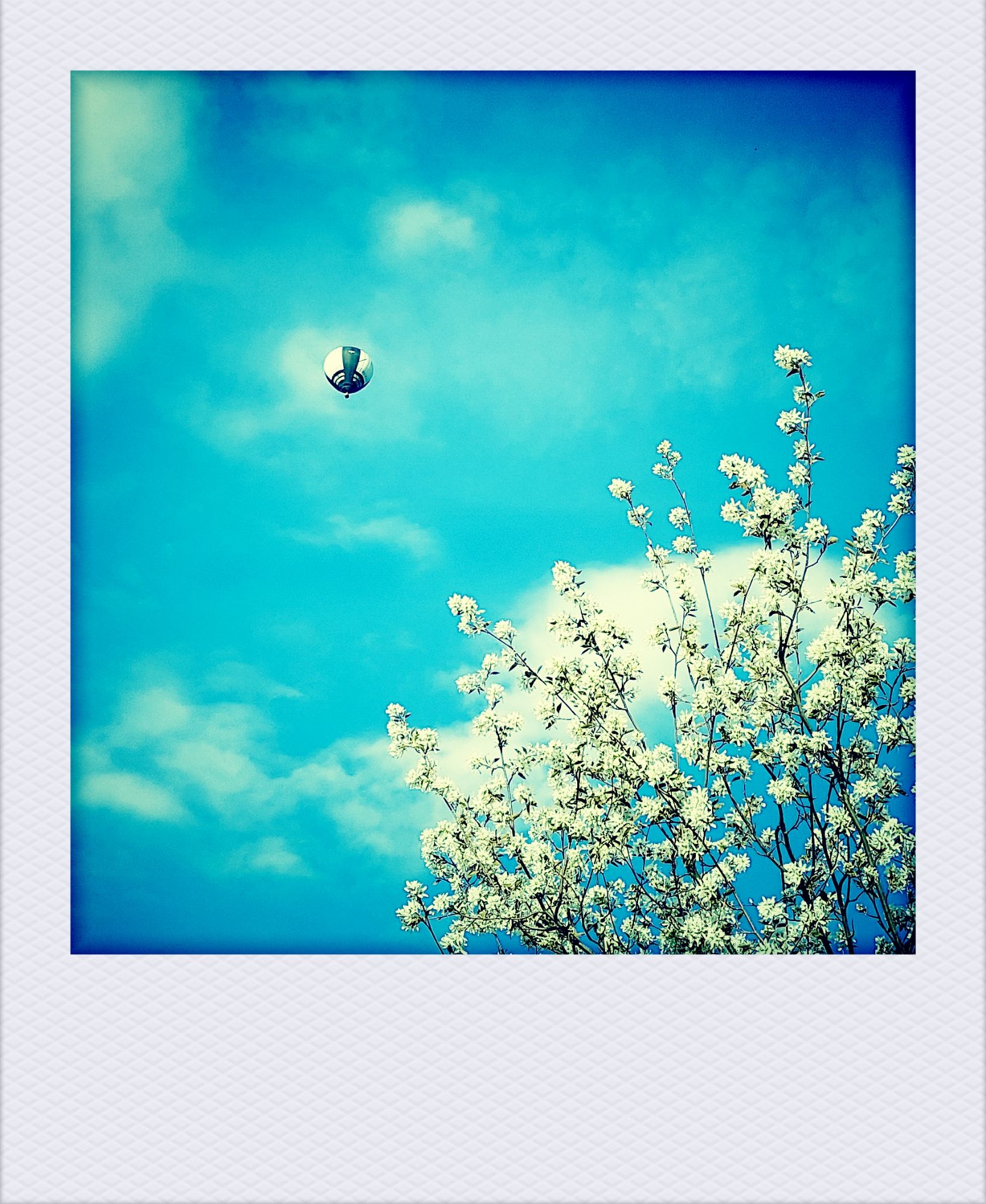 A balloon in a quiet sky, above a blooming tree.