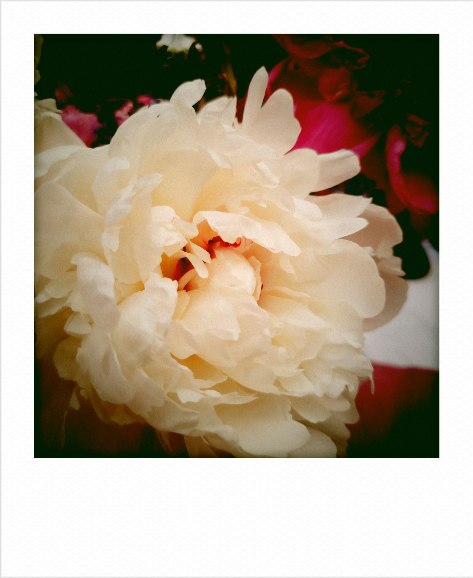 Large white peony, closeup.