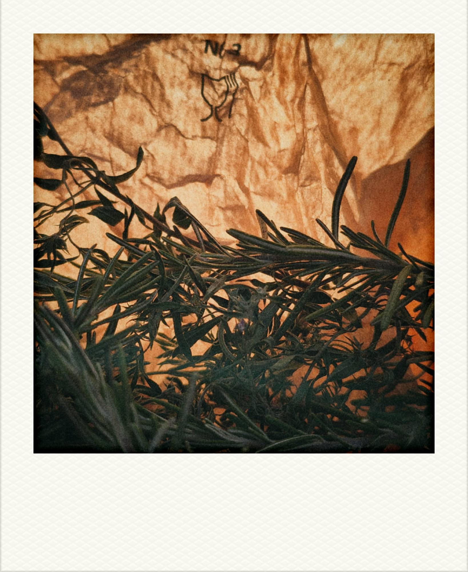 Rosemary twigs on a translucent brown bag. Sunlight behind.
