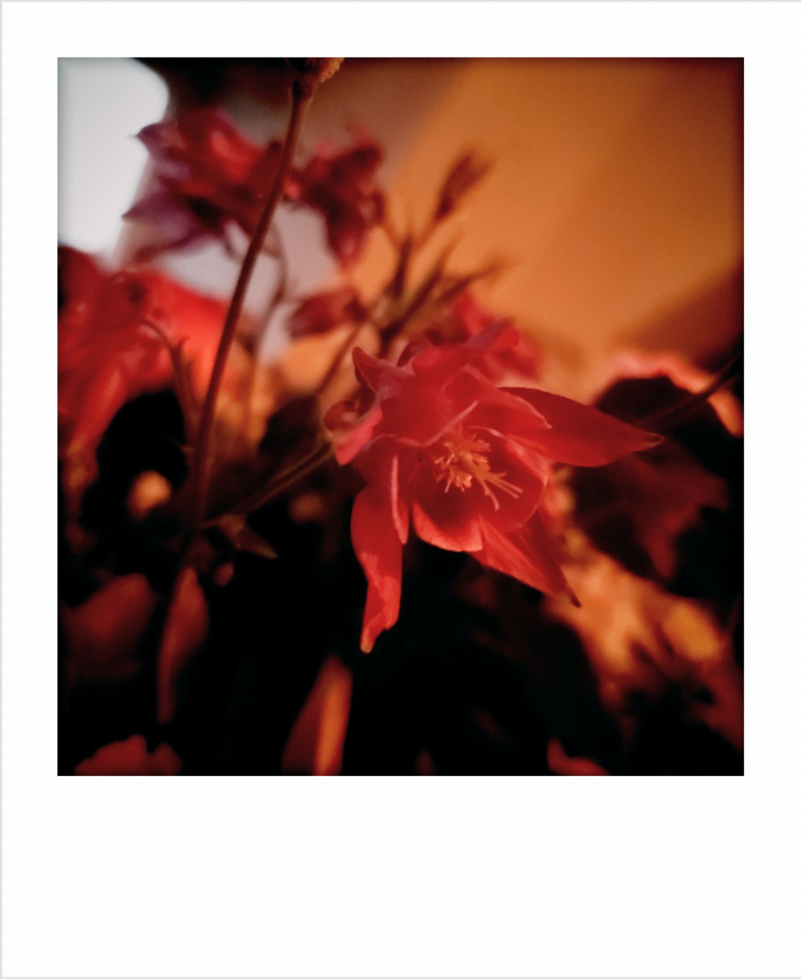 Flowers in a bouquet. Warm light.