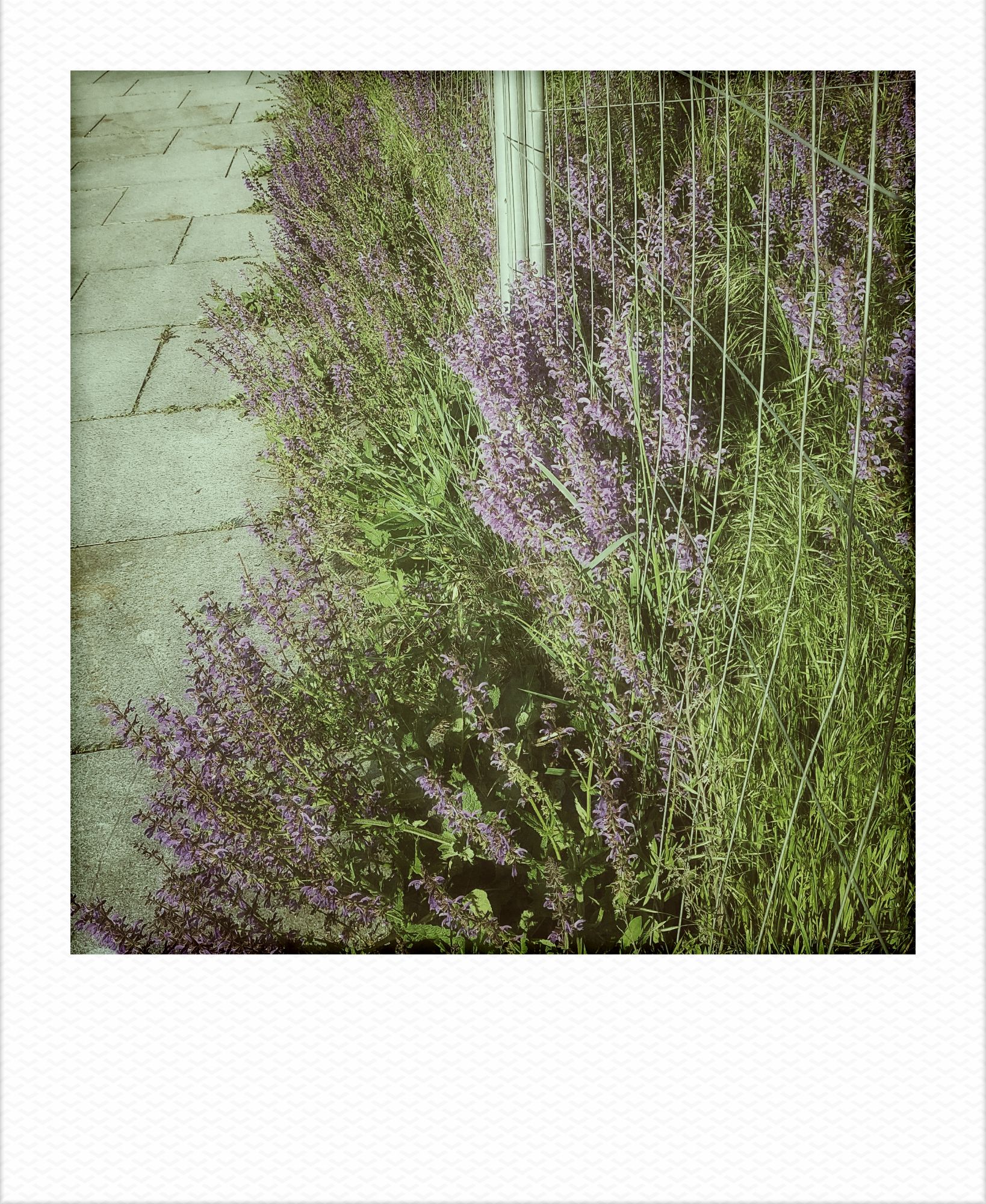 A green bush and purple blossoms growing through a metal fence.