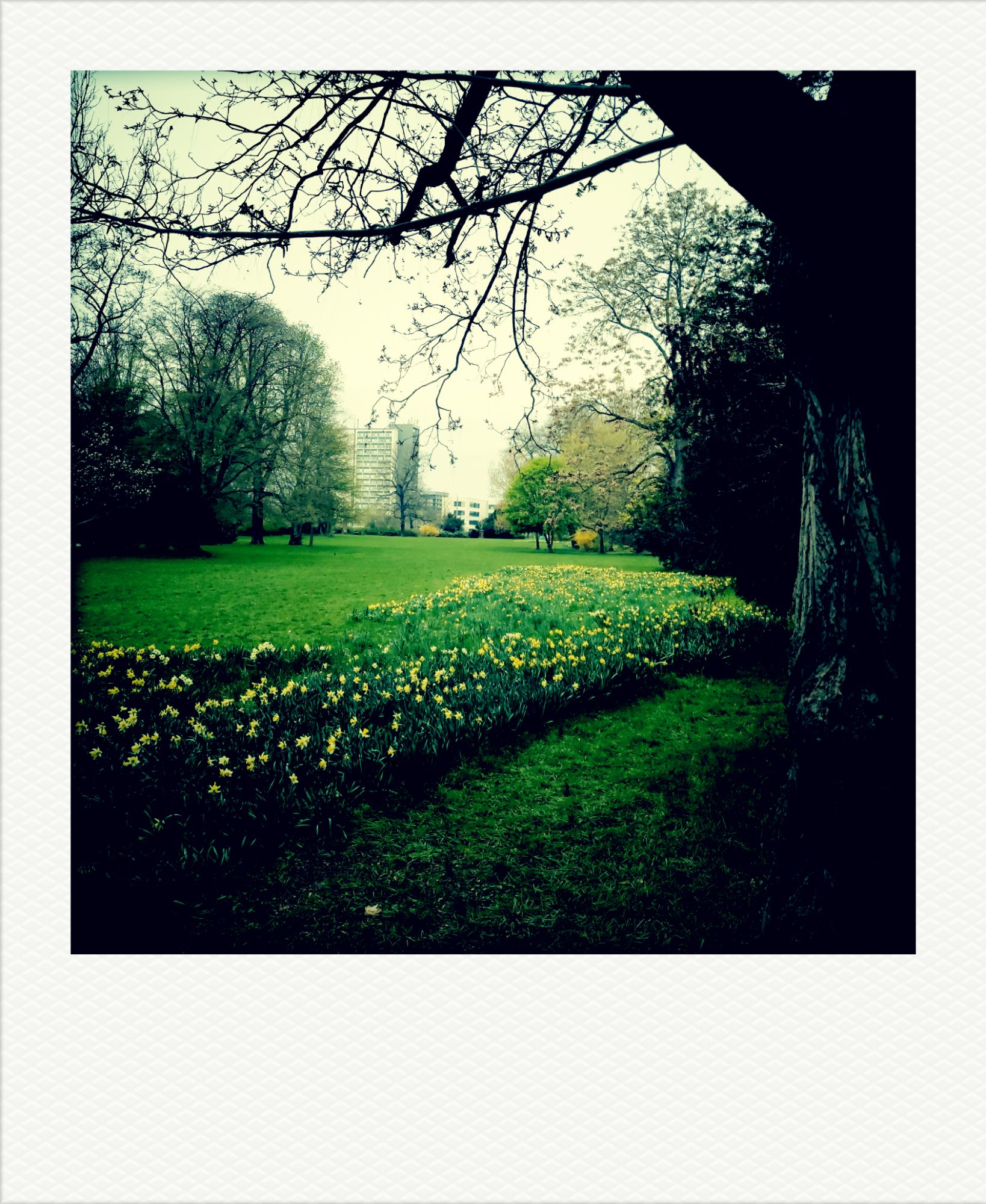 A city park. Yellow flowers on a meadow.