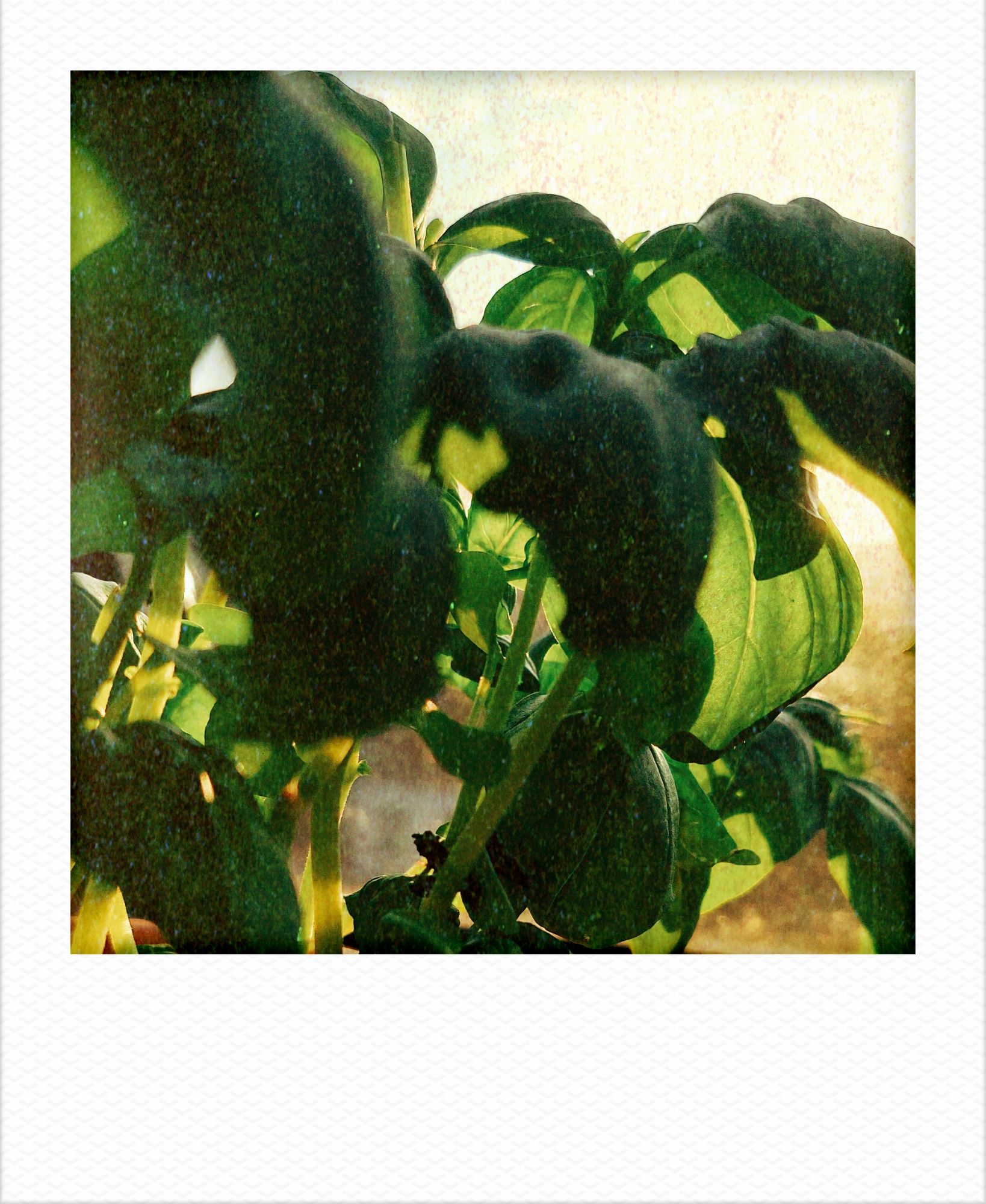 Morning sun hiding in basil leaves.
