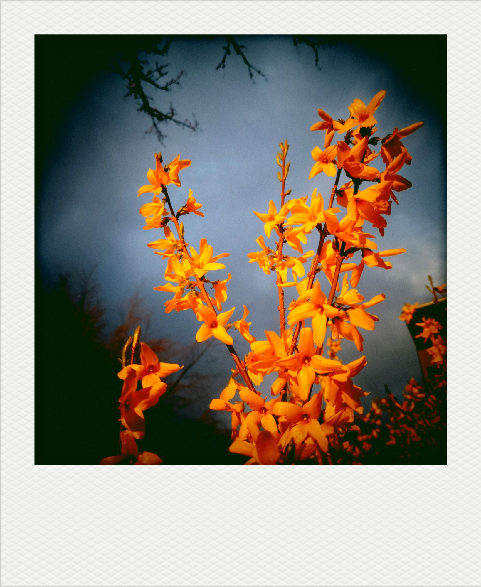 Yellow forsythe branches against a rainy sky. Some sunlight.