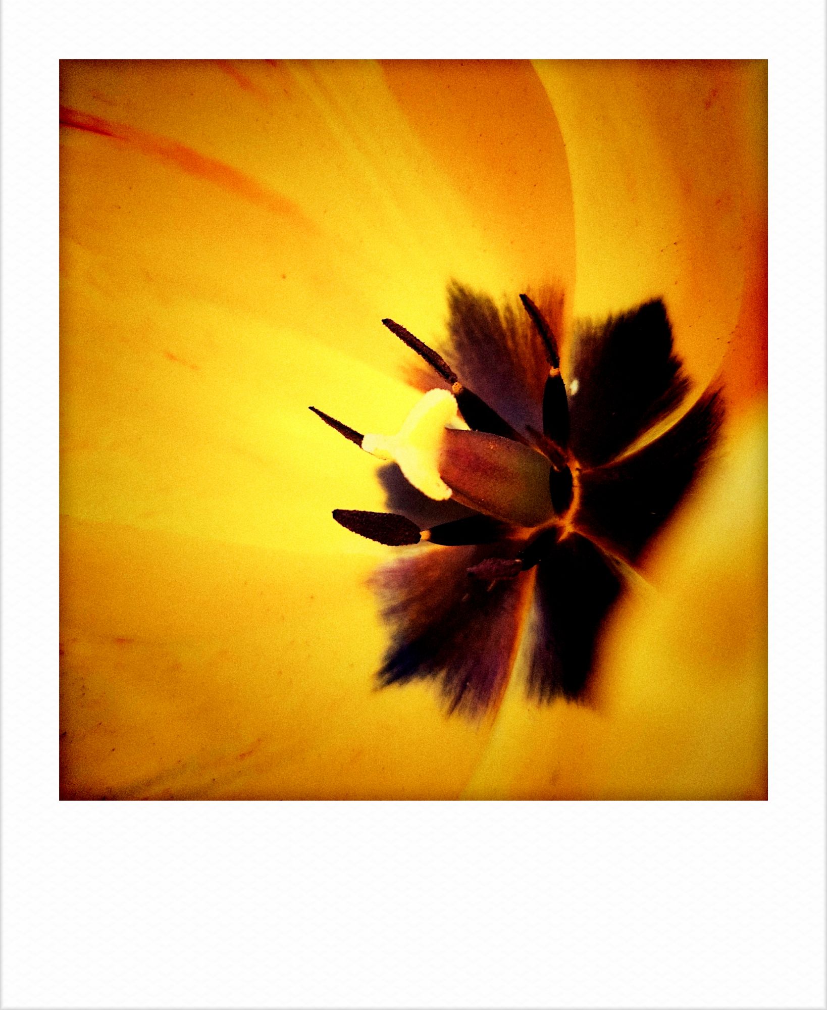 Yellow tulip blossom, closeup.