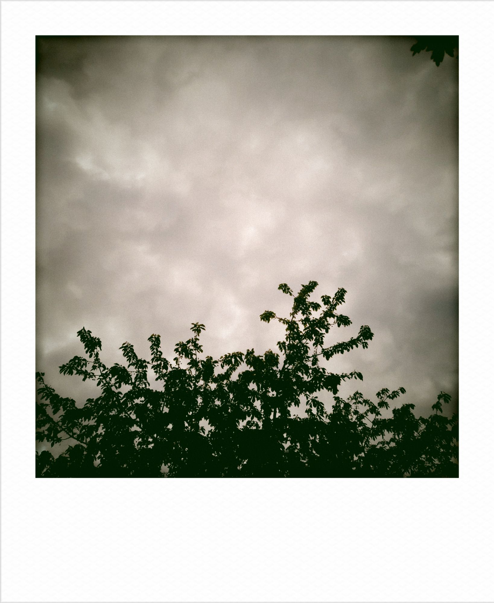 Cherry tree, cloudy sky.