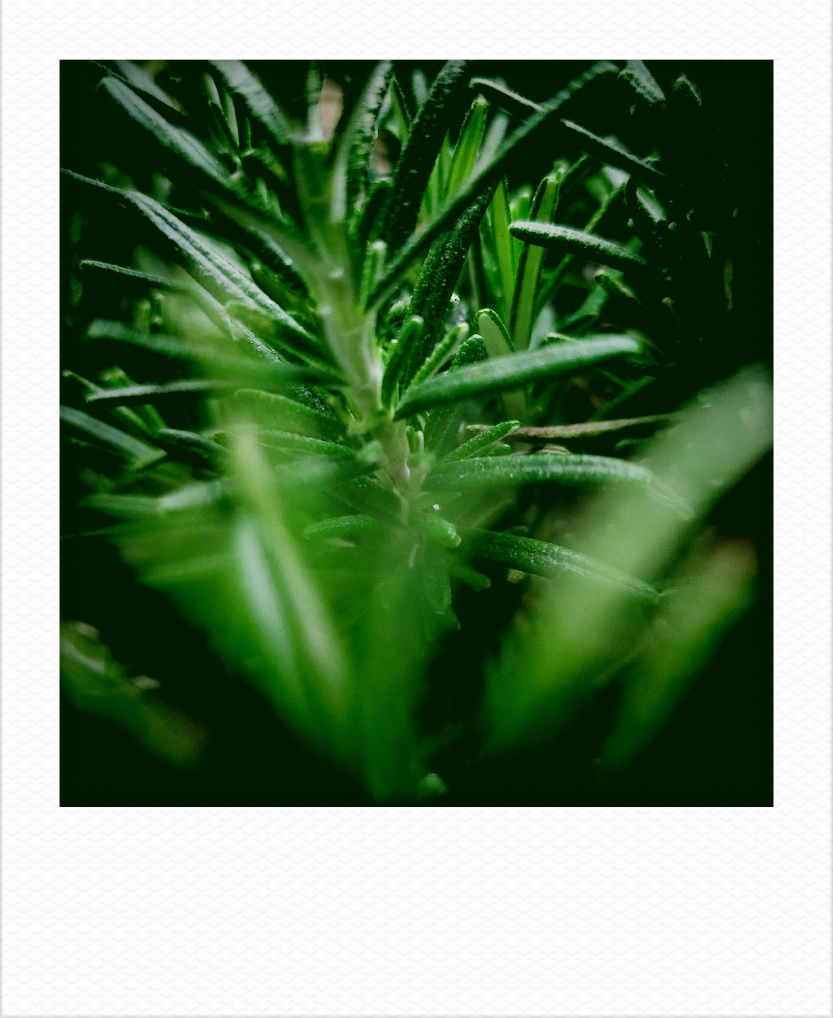 Rosemary branches, closeup.