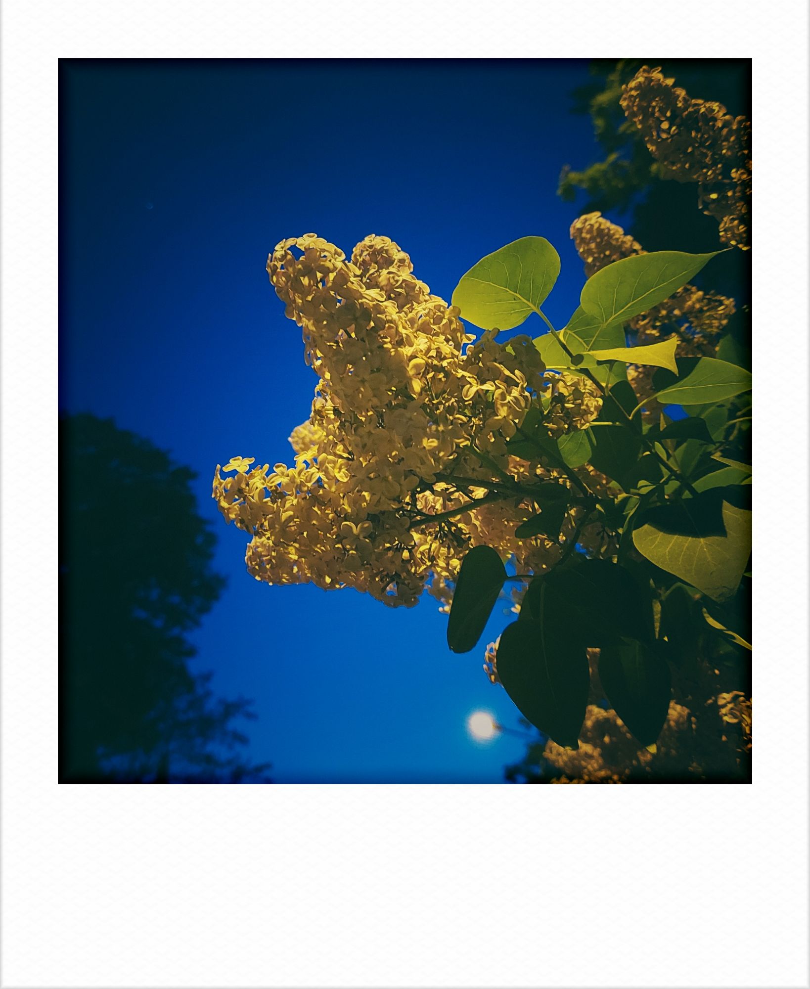 Purple lilac in front of evening sky.