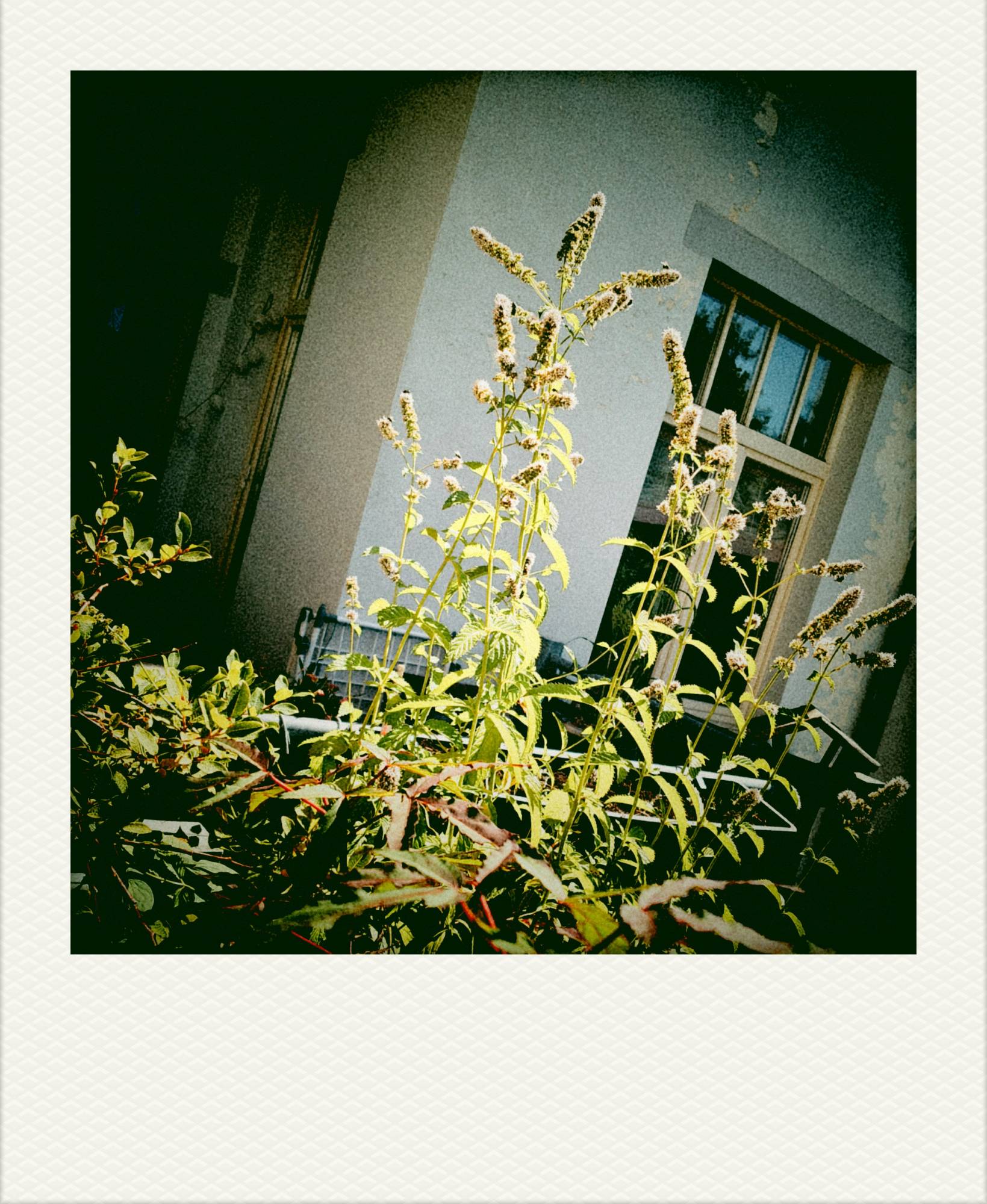 City backyard vegetation in front of a house.