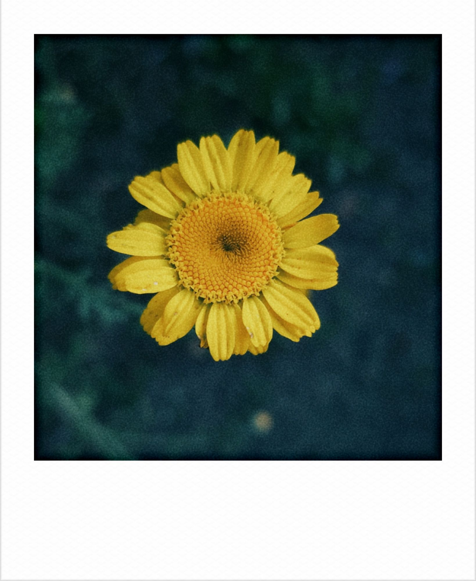 A small yellow flower in front of dark green.