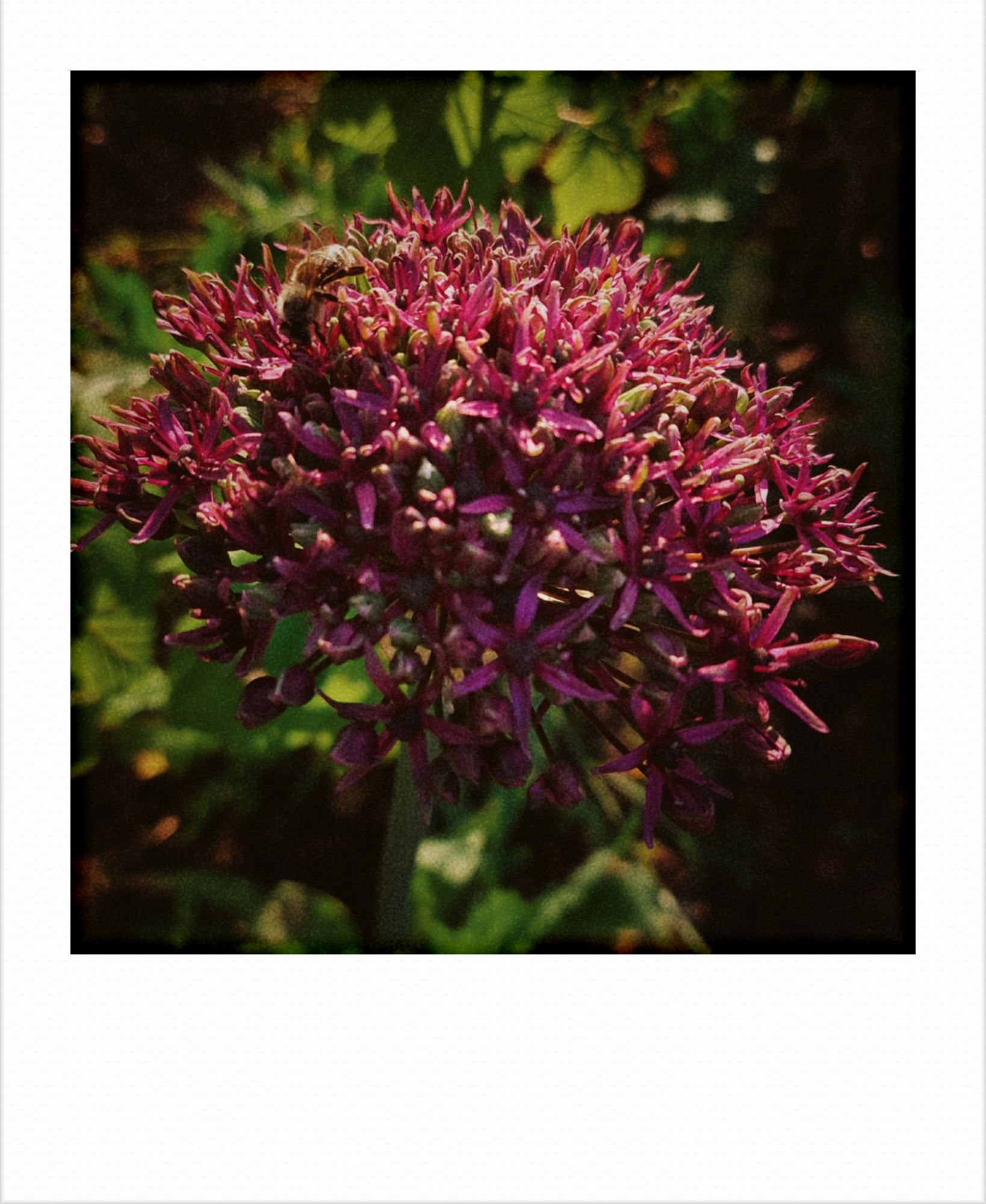 Some kind of wasp on a huge purple blossom.