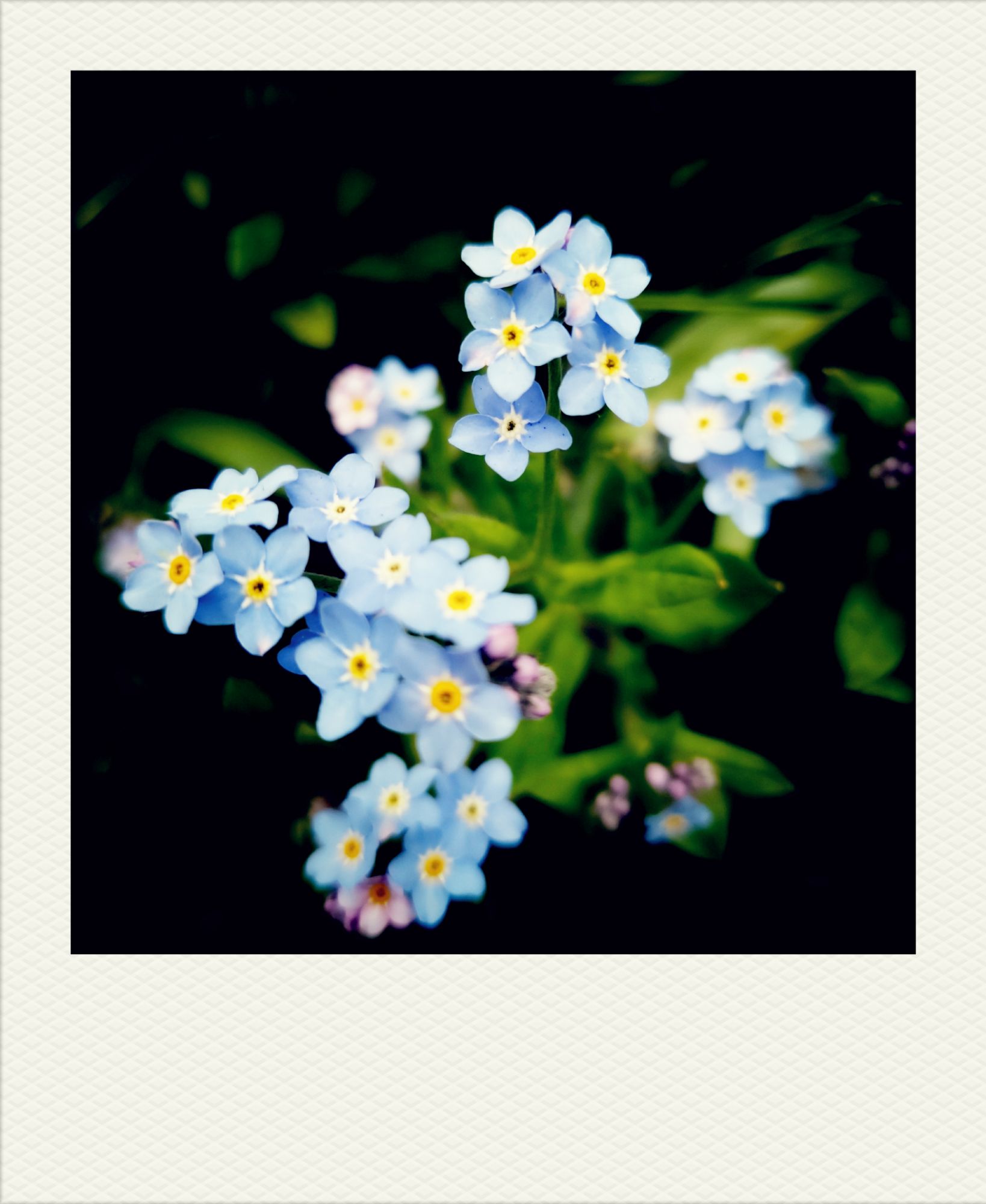 Light blue flowers in the green.