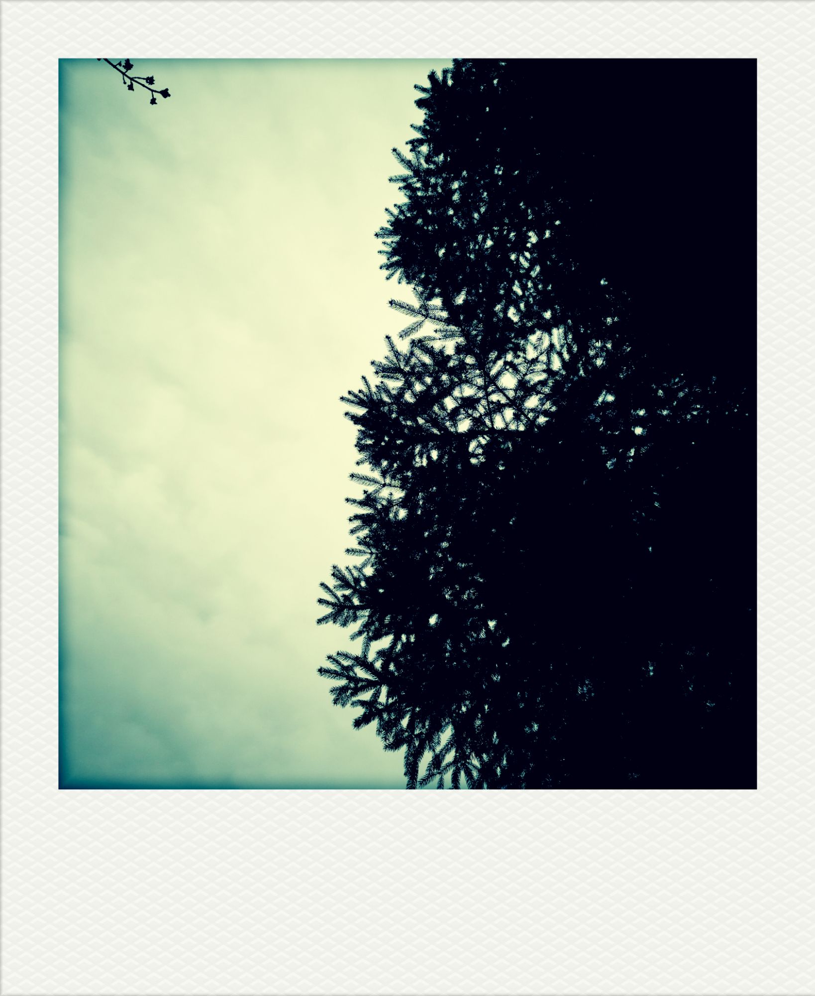 Tree in front of cloudy sky.
