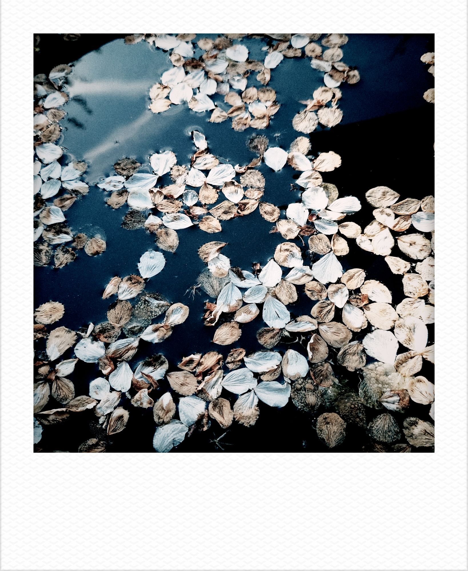 Cherry blossoms drifting on water.