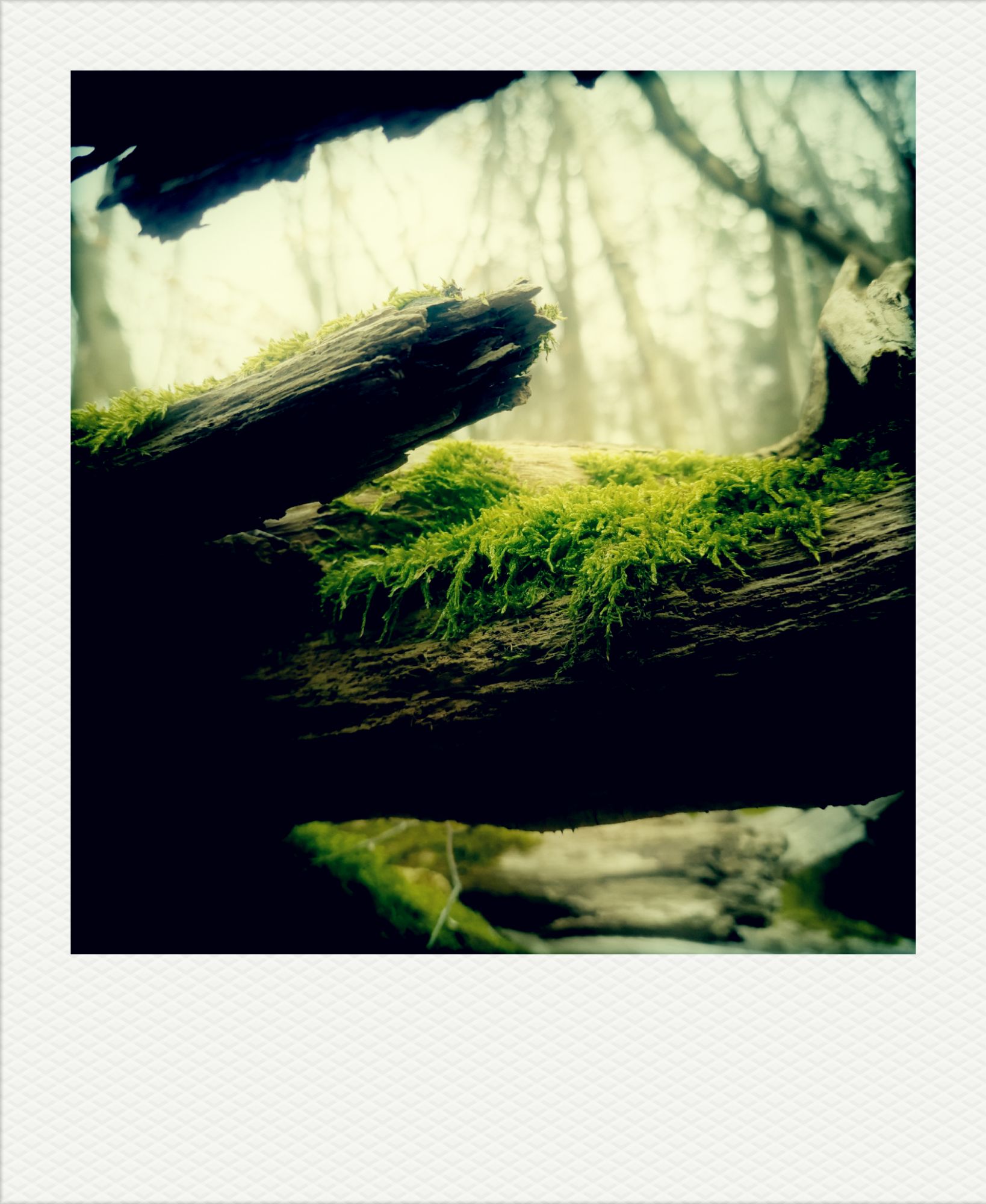 Moss-covered old trees from below, in a forest.