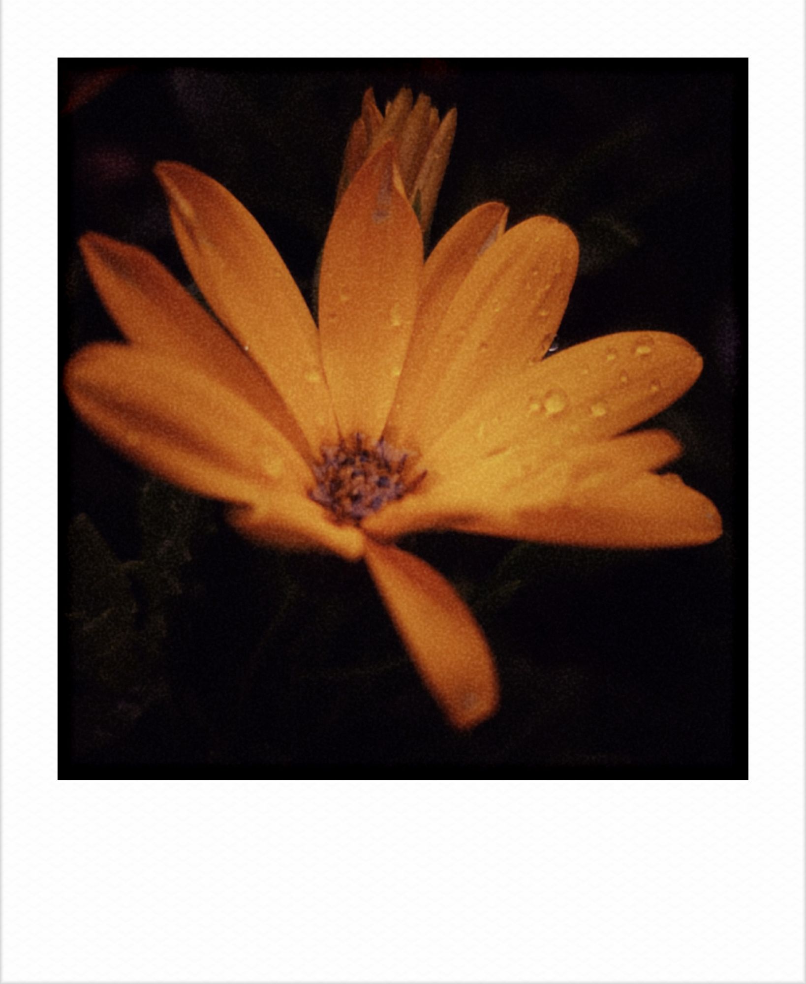 Rain on a dark yellow blossom.