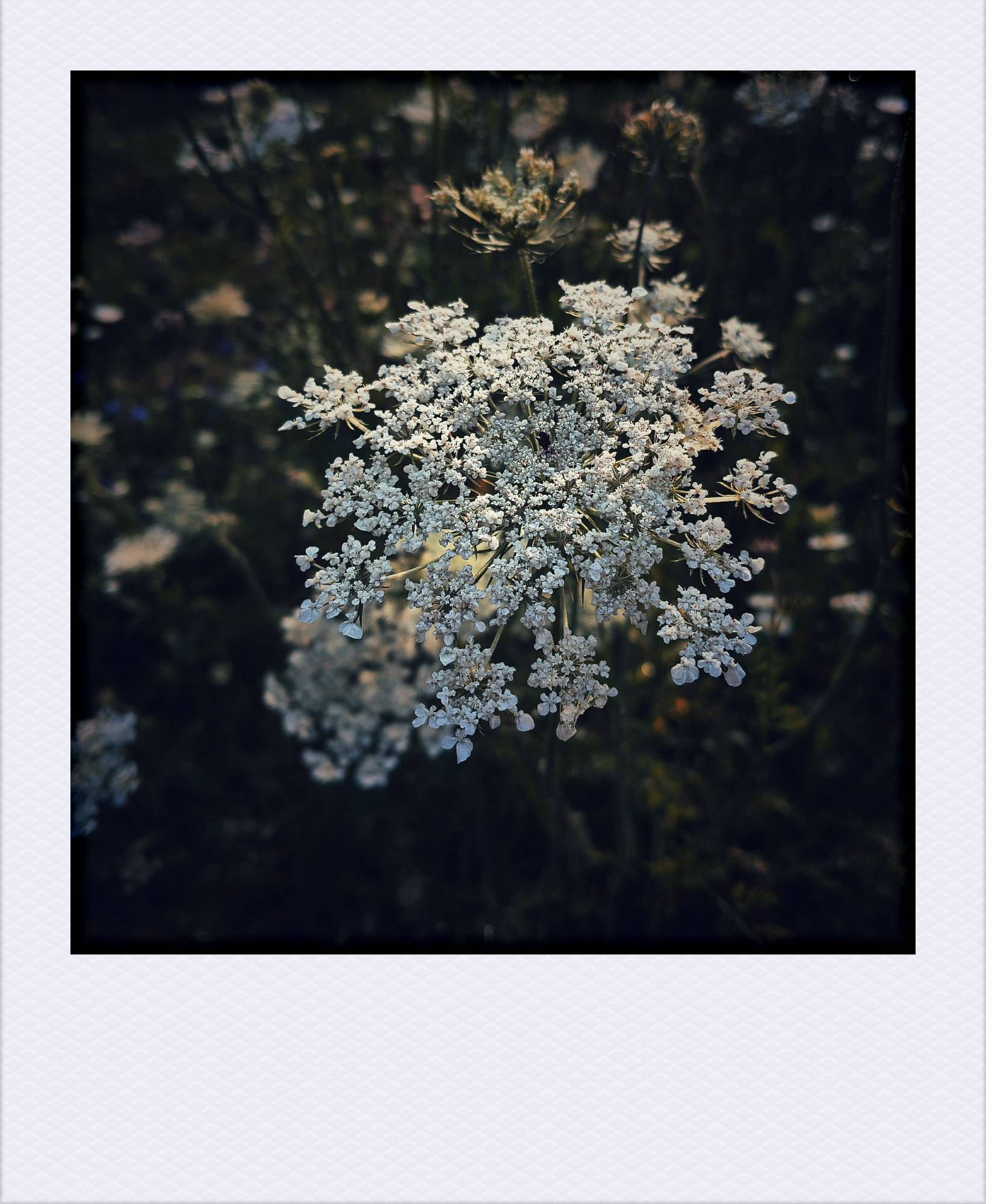 Carrot blossoms.