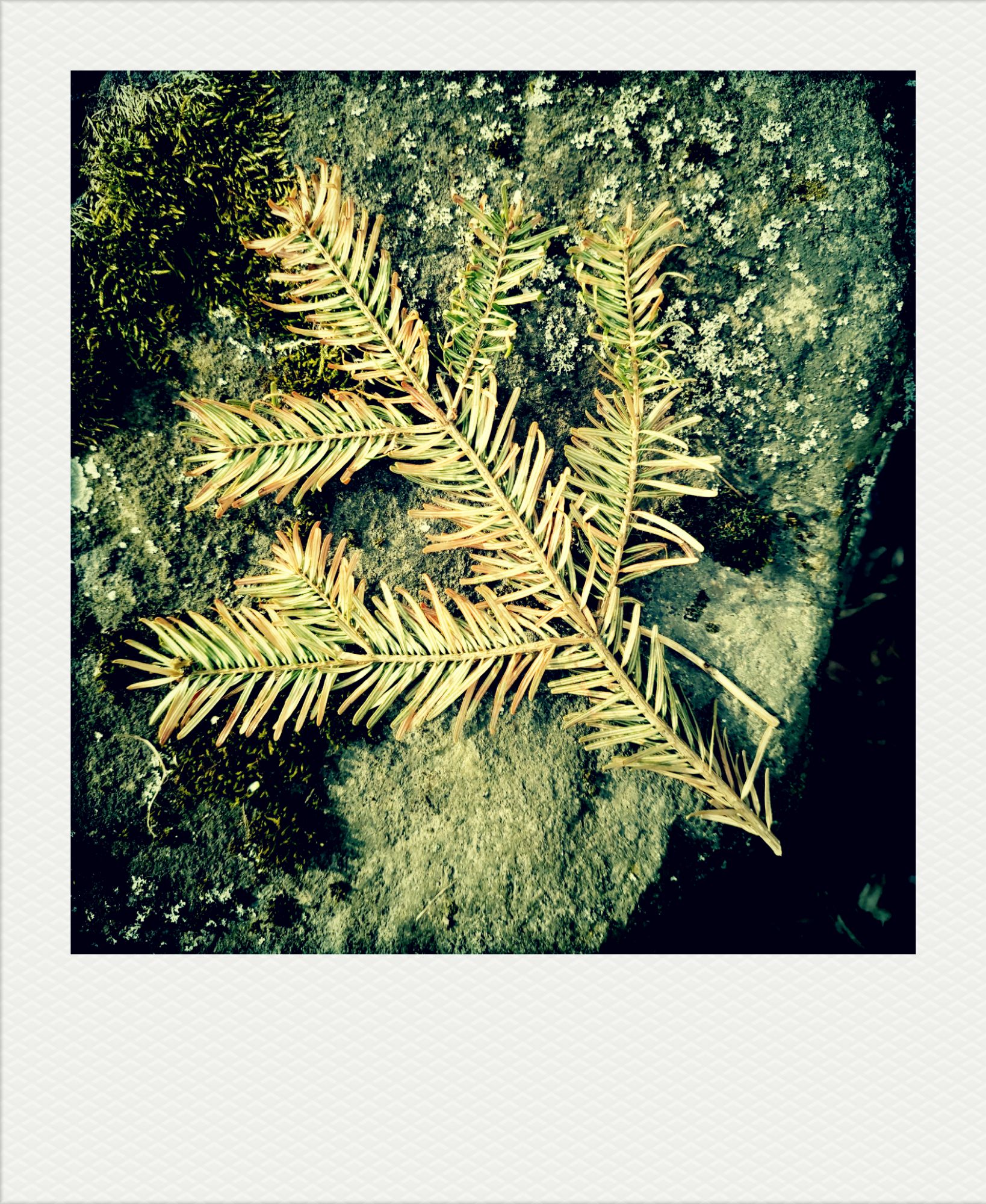 Conifer twig on a mossy rock.