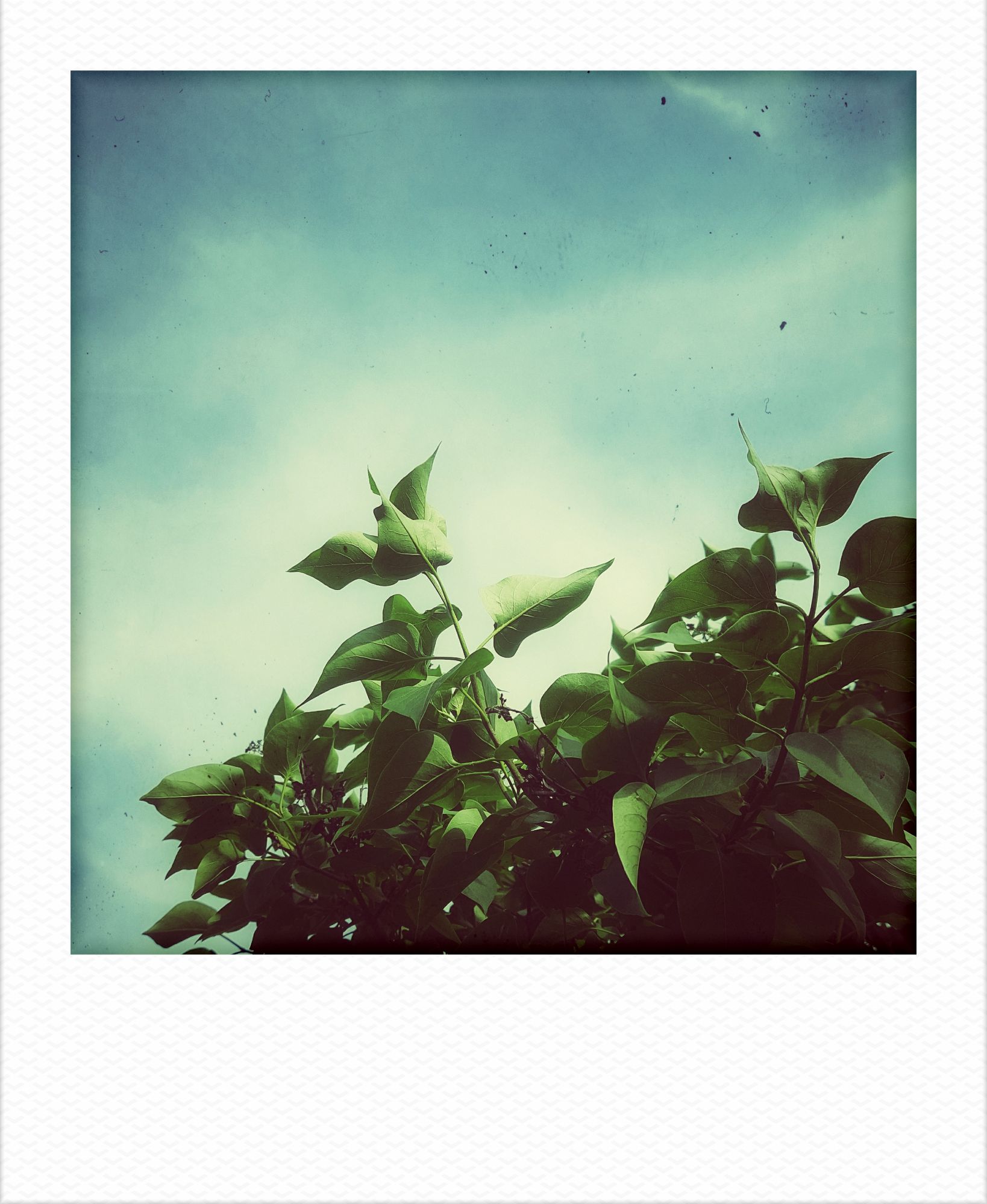 Lilac in front of blue sky.