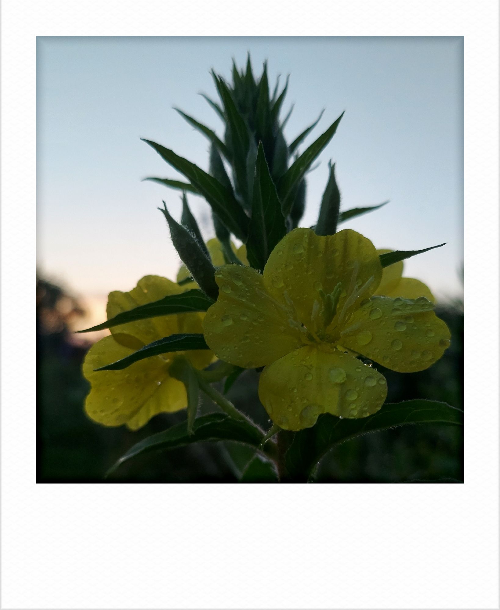 Blossoms and early dawn.