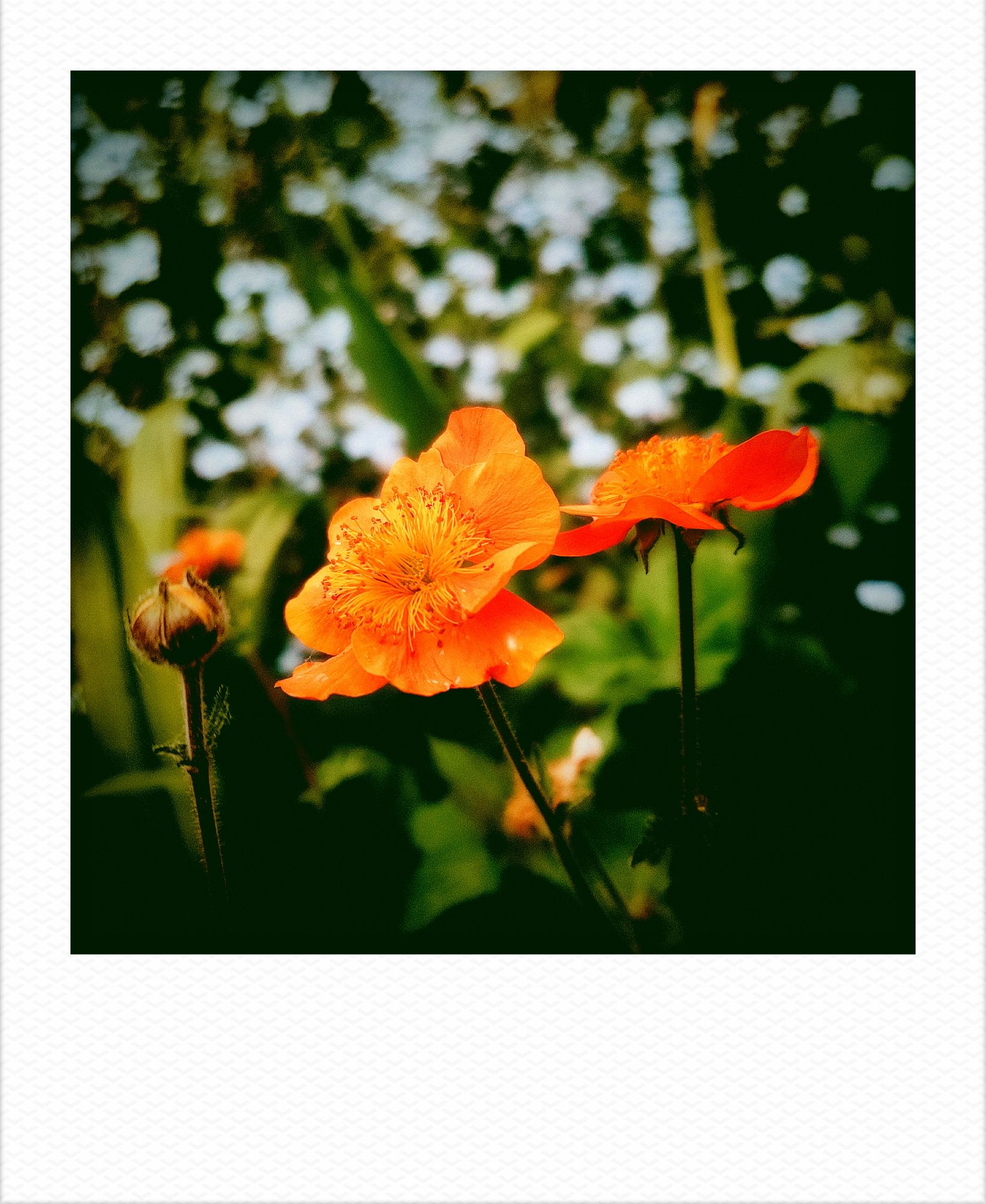 Garden scene. Orange and blue flowers.