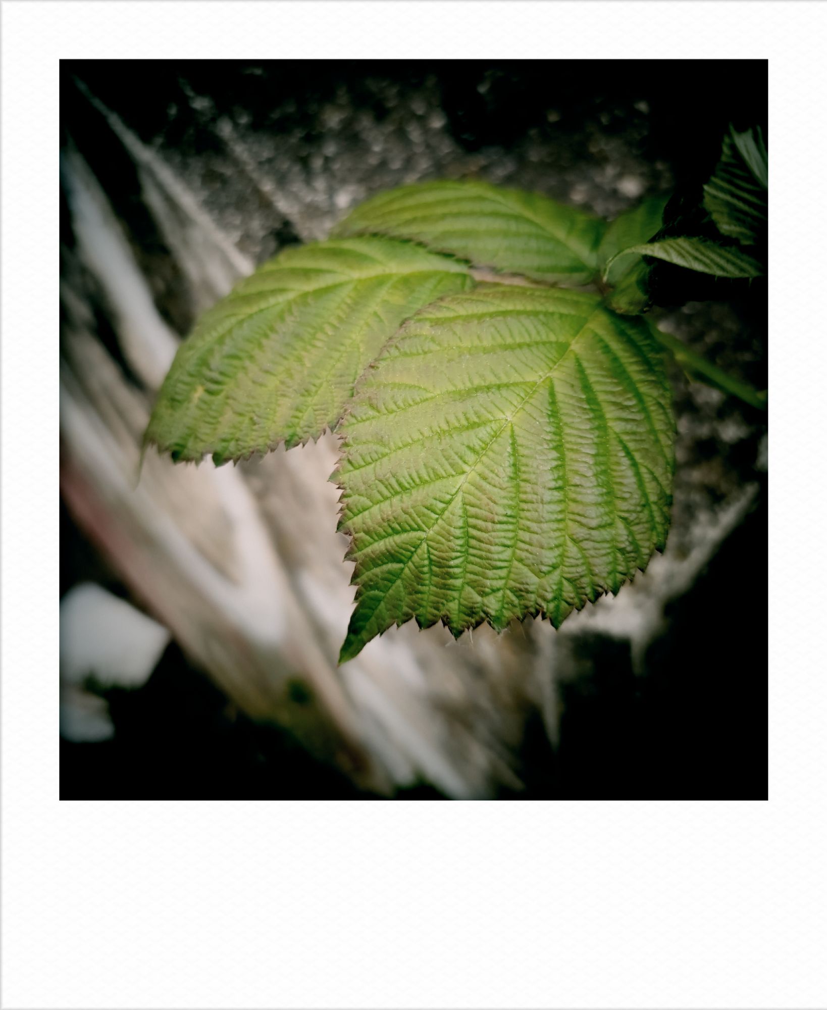 Leaves on concrete.