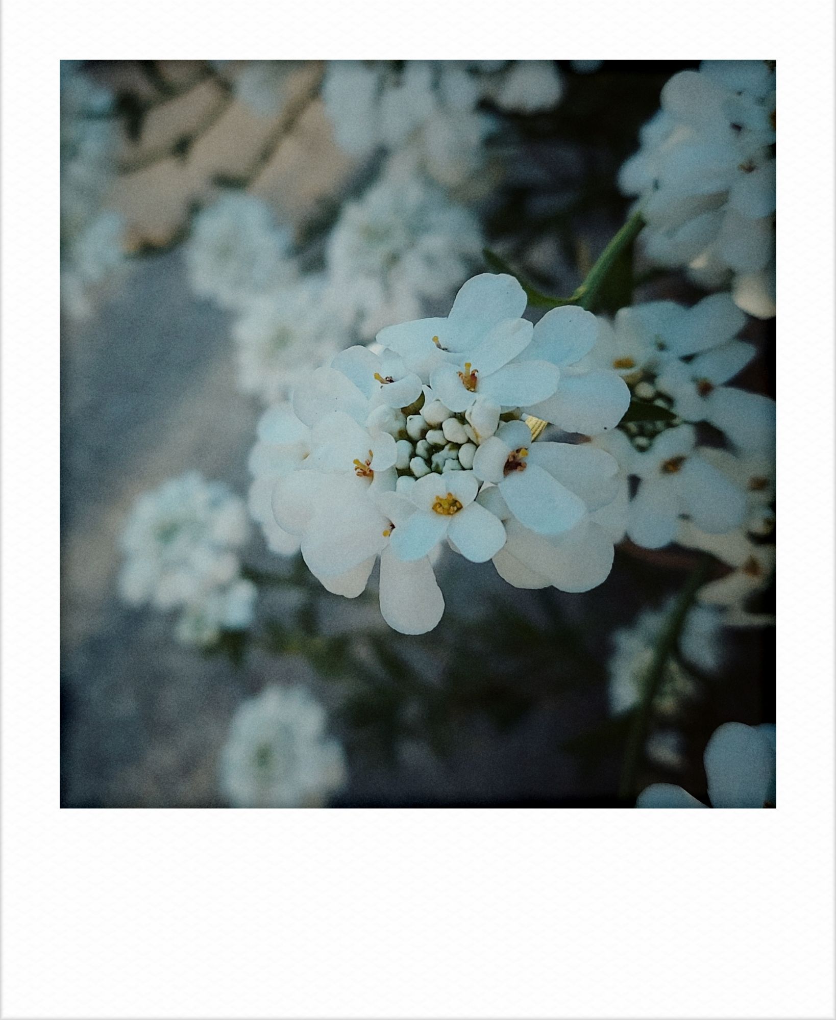 White blossoms above a sidewalk, morning mood.