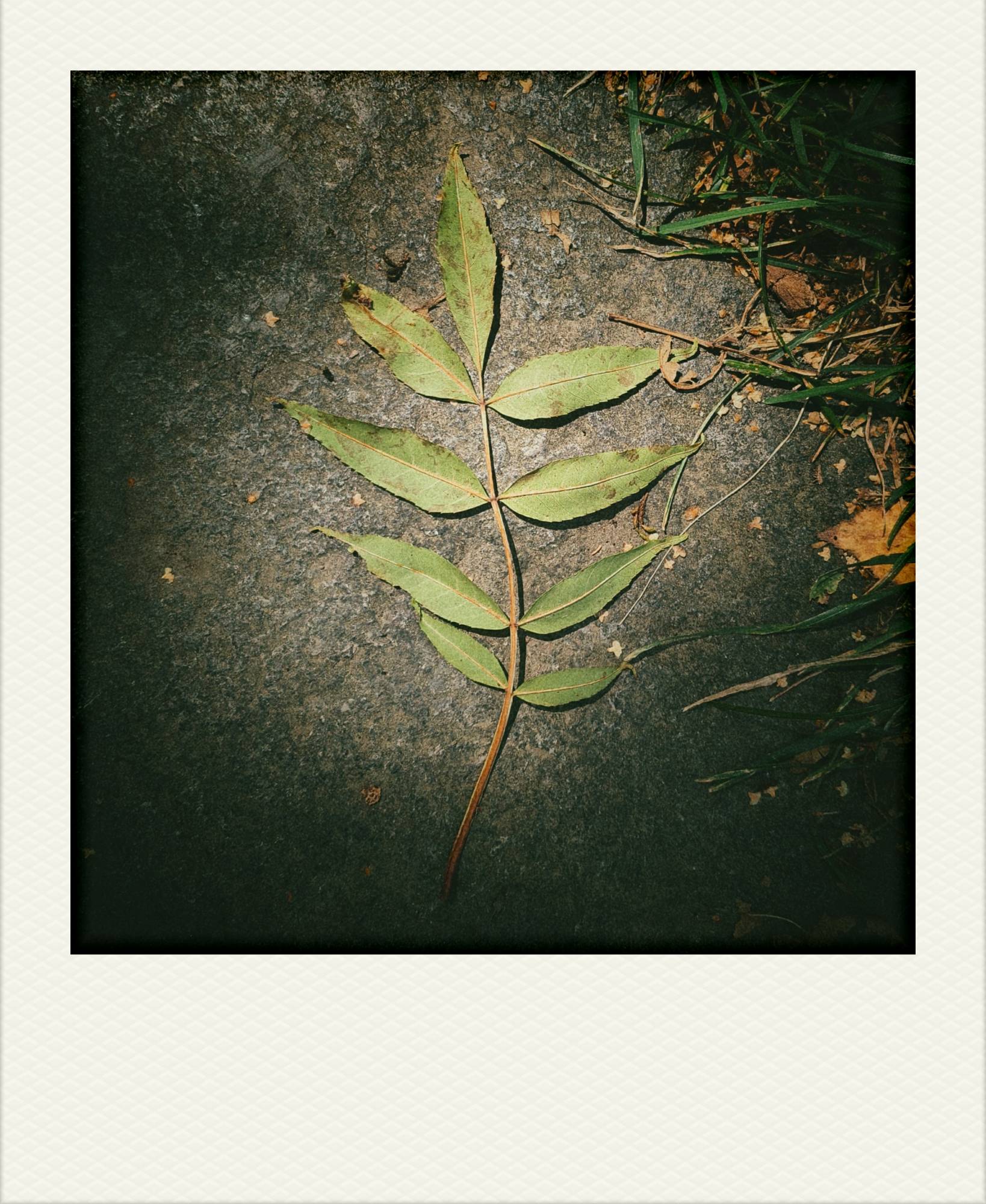 An ash tree leaf in twilight.