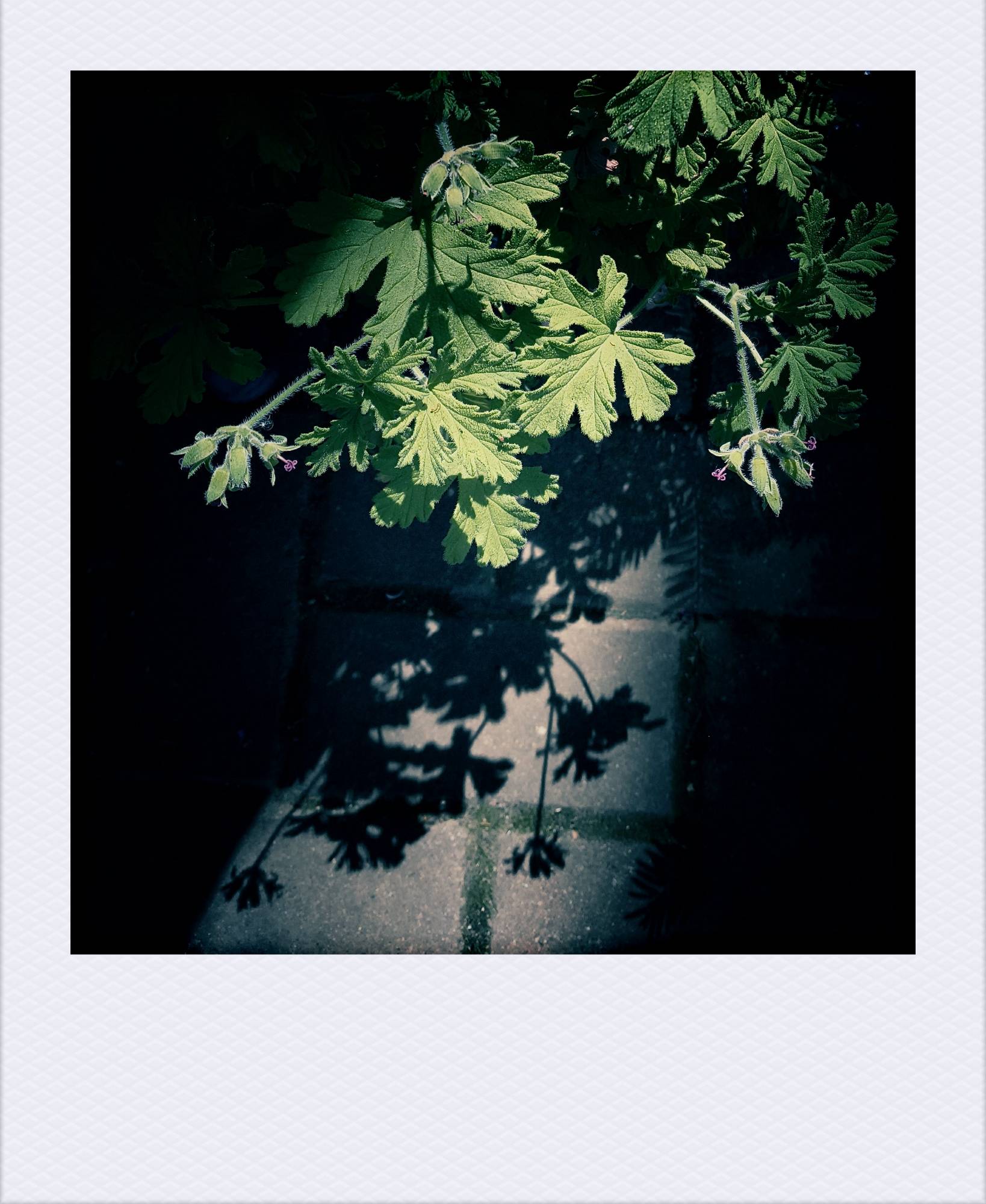 Leaves in sunlight.