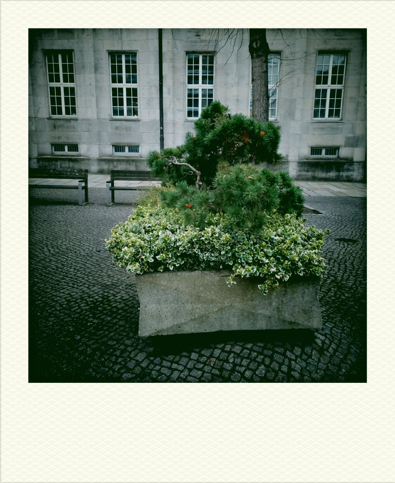 Plants in a concrete enclosure. A building facade in the back.